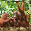 Układanka puzzle Colorbaby Orangutan 6 Sztuk 68 x 50 x 0,1 cm