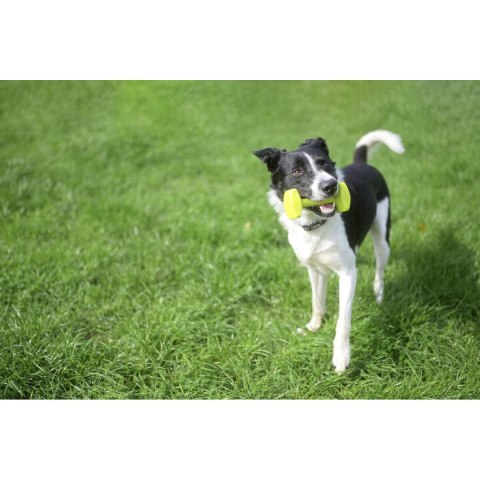 Zabawka do tresury Coachi TRAINING DUMBBELL