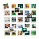 Zabawa Edukacyjna Diset Memo Photo Animales 54 Części