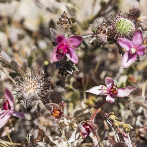 Płyn do Płukania Ust Weleda Oral Care (50 ml)