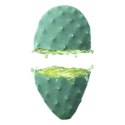 Żel do obszaru pod Oczami Cactus Opuntia Weleda 00644300 10 ml