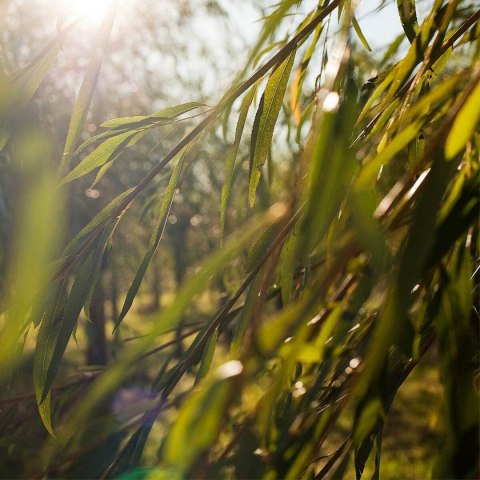 Środek Czyszczący do Twarzy Weleda Naturally Clear Żel Oczyszczający 100 ml