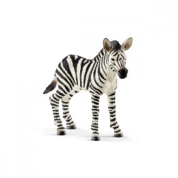 Zebra, źrebię