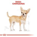 ROYAL CANIN BHN Chihuahua Adult - sucha karma dla psa dorosłego - 0,5 kg