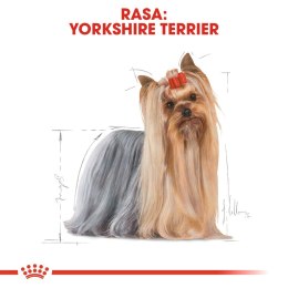 ROYAL CANIN BHN Yorkshire Terrier Adult - sucha karma dla psa - 3 kg