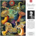 Układanka puzzle Cenega Publishing Ernst Haeckel Criaturas marinas 1000 Części