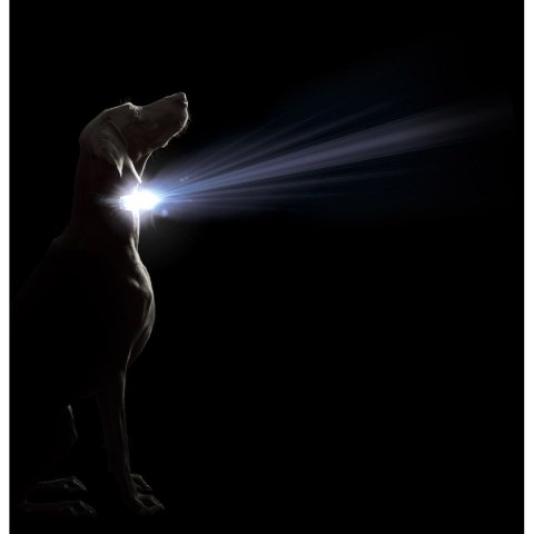 Obroża dla psa Dog Gone Smart Fioletowy L Światło