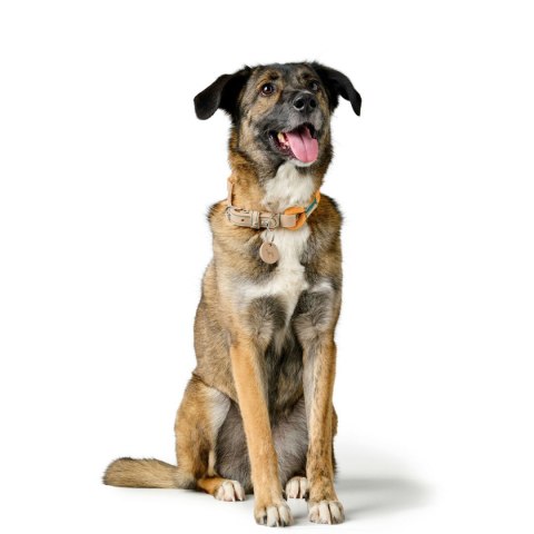 Obroża dla psa Hunter Malia Pomarańczowy L 50-59 cm