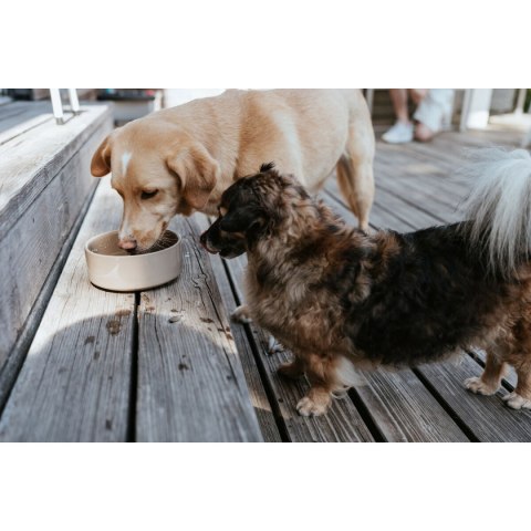 Karmnik dla psów Hunter OSBY Beżowy Ceramika 350 ml