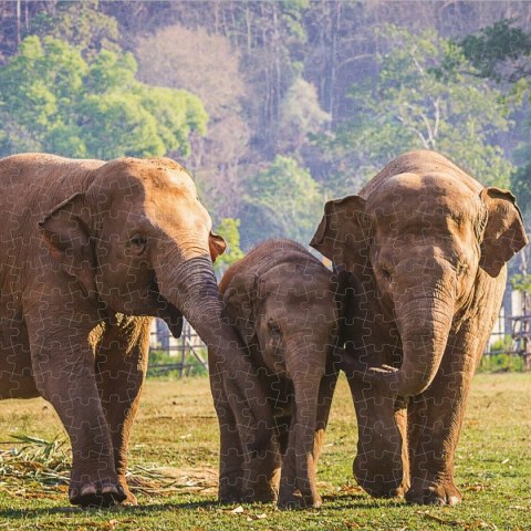 Układanka puzzle Colorbaby Elephant 500 Części 6 Sztuk 61 x 46 x 0,1 cm