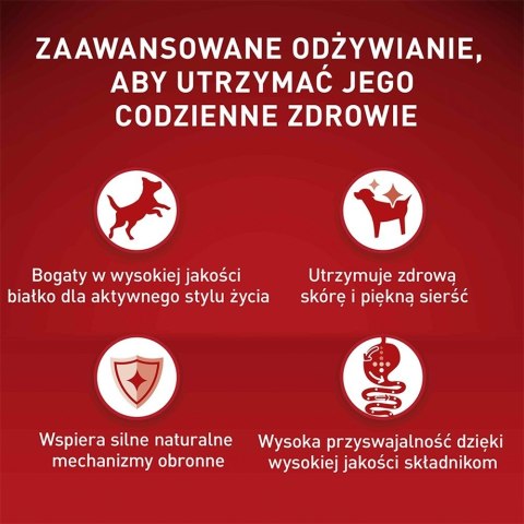 PURINA One Mini Adult Wołowina, ryż - sucha karma dla psa - 800 g