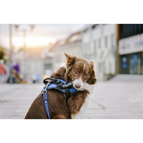 Etykiety na uprząż Julius K9 DON'T TOUCH S Biały Czarny (2 Sztuk)