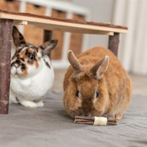 Zabawka dla Gryzoni Trixie Drewno Wodorosty 10 × 3 CM (2 Sztuk)