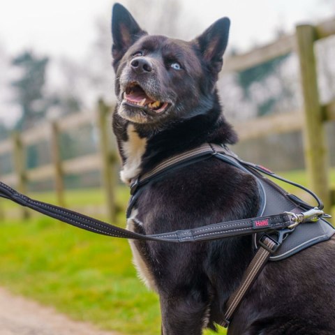 Smycz treningowa Company of Animals HALTI BRIG SAFETY Czarny