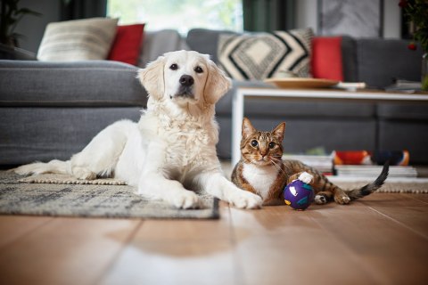 Odkurzacz PHILIPS PowerPro Expert FC 9747/09